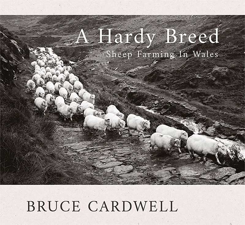 A Hardy Breed: Sheep Farming in Wales by Bruce Cardwell Seren, £15.00