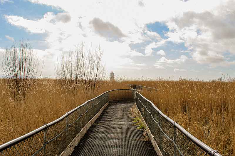 Newport Wetlands and Nature Reserve © Georgia Buchanan 